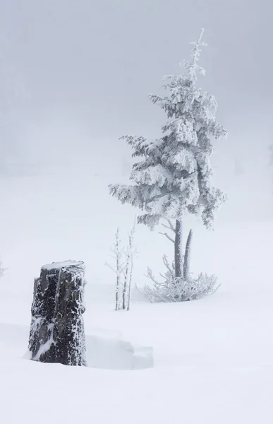 Fond de Noël avec sapins neigeux — Photo