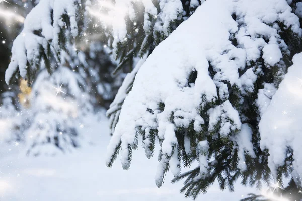 Kerst achtergrond met besneeuwde dennenbomen — Stockfoto