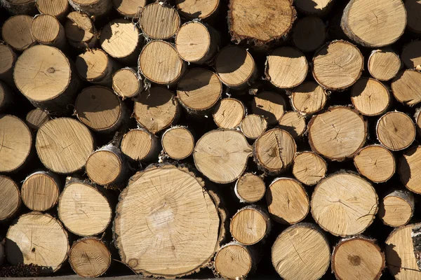 Pile of wood logs — Stock Photo, Image