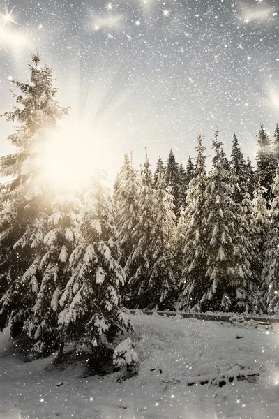 Fondo de Navidad con abetos nevados — Foto de Stock