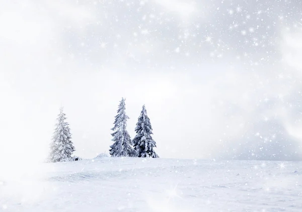 Jul bakgrund med snöiga gran träd — Stockfoto