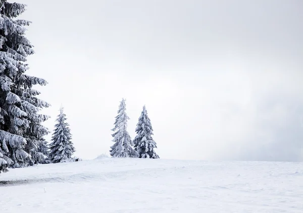 Karlı köknar ağaçları ile Noel arkaplanı — Stok fotoğraf