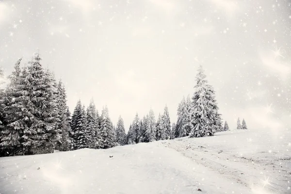 Χριστουγεννιάτικο φόντο με χιονισμένα έλατα — Φωτογραφία Αρχείου