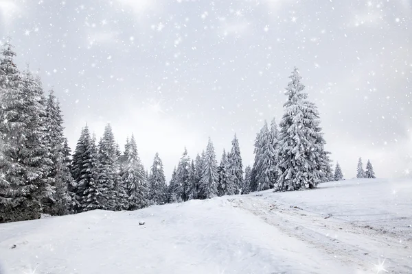 雪のモミの木とクリスマスの背景 — ストック写真