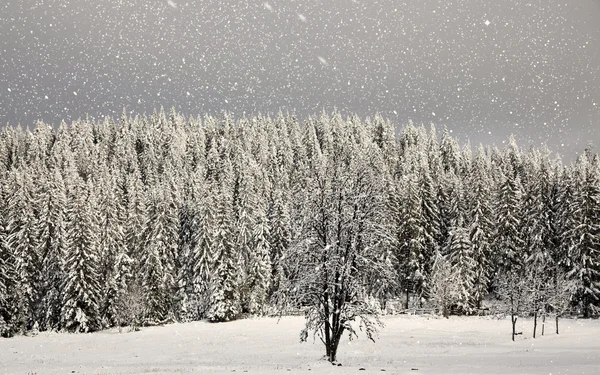 Linda paisagem de inverno — Fotografia de Stock