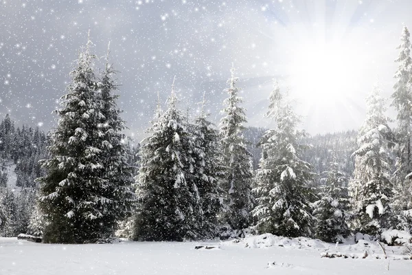 有白雪杉树的圣诞背景 — 图库照片