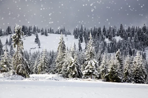 Kerst achtergrond met besneeuwde dennenbomen — Stockfoto