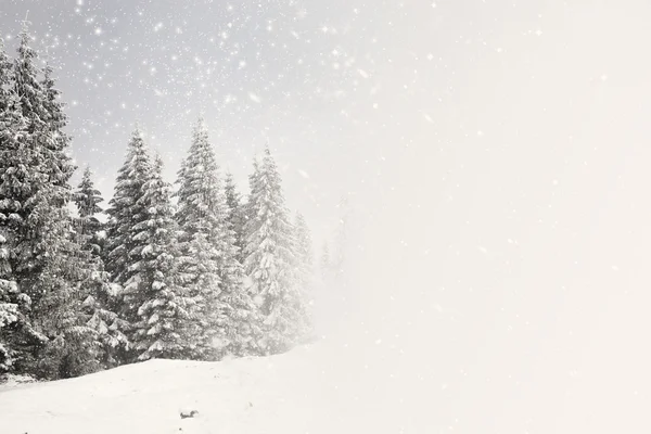 Fond de Noël avec sapins neigeux — Photo