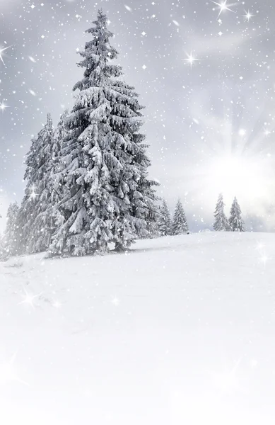 Fondo de Navidad con abetos nevados — Foto de Stock