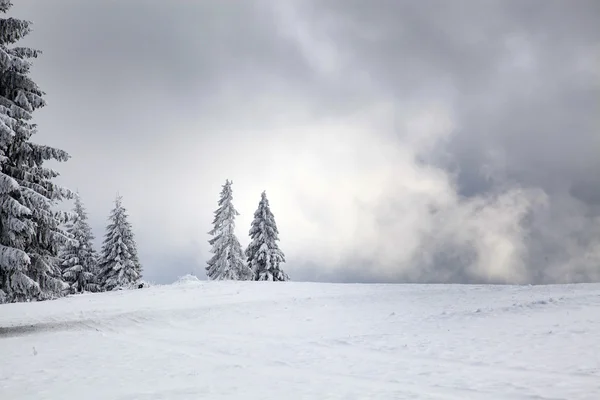 Fond de Noël avec sapins neigeux — Photo