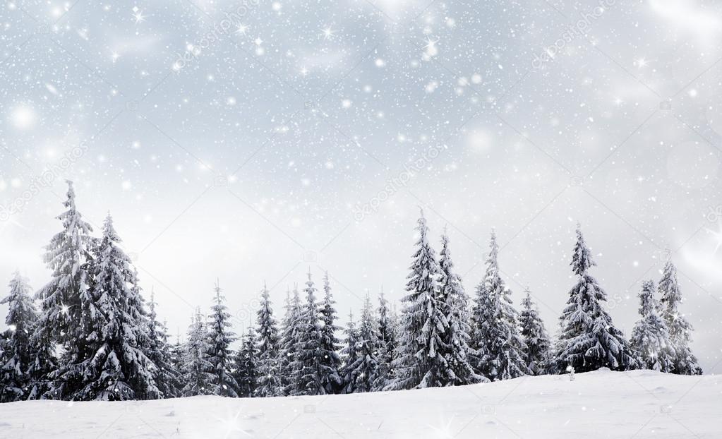 Christmas background with snowy fir trees 