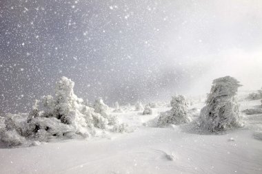 Karlı köknar ağaçları ile Noel arkaplanı