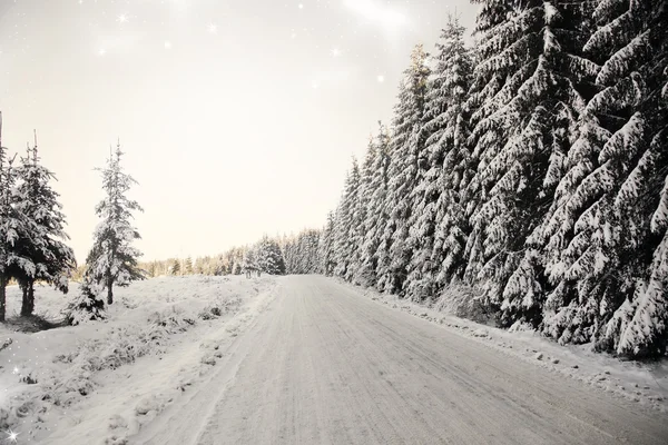 Kerst achtergrond met besneeuwde dennenbomen — Stockfoto