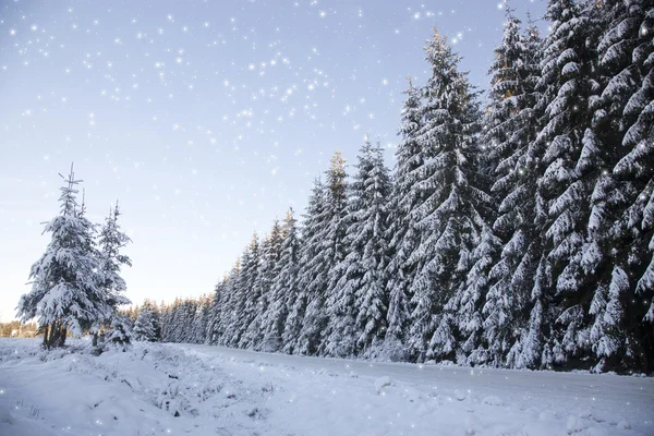 Joulun tausta lumisilla kuusilla — kuvapankkivalokuva