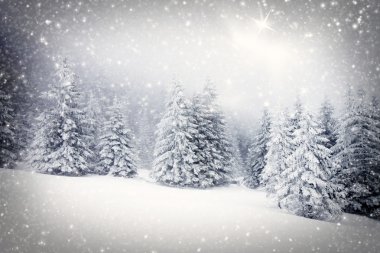 Karlı köknar ağaçları ile Noel arkaplanı 