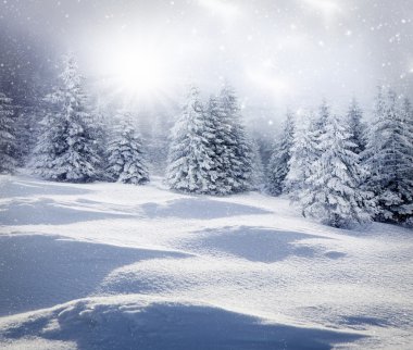 Karlı köknar ağaçları ile Noel arkaplanı 