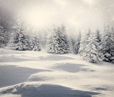 Karlı köknar ağaçları ile Noel arkaplanı 