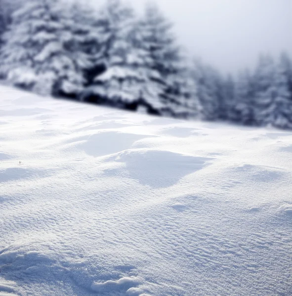 Karlı köknar ağaçları ile Noel arkaplanı 
