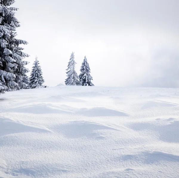 Рождественский фон со снежными елками — стоковое фото