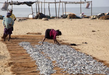 Negombo, Sri Lanka - 31 Aralık: tanımlanamayan balıkçı d arasında