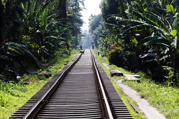 Railway tracks in jungle — Stock Photo, Image