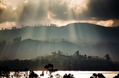 Sri Lanka 'daki çay çiftliği manzarası