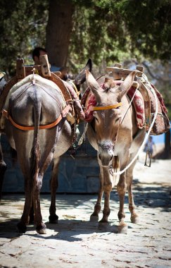 Lindos takside eşek