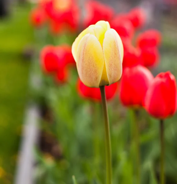 Tulip in the field — Stock Photo, Image