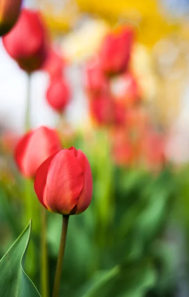 Tulip in the field — Stock Photo, Image