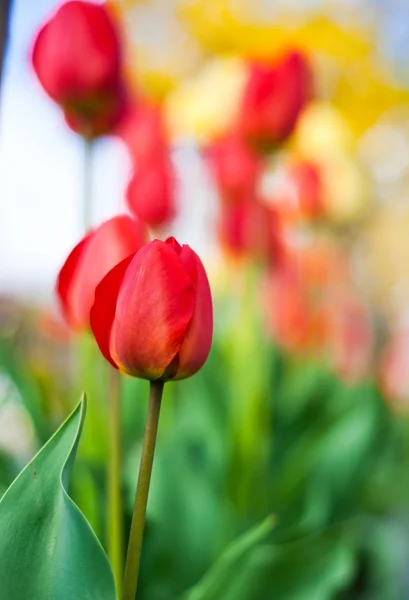 Tulip in the field — Stock Photo, Image