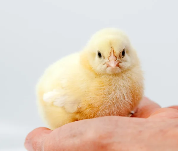 Schattig kip — Stockfoto