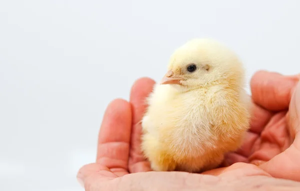 Schattig kip — Stockfoto