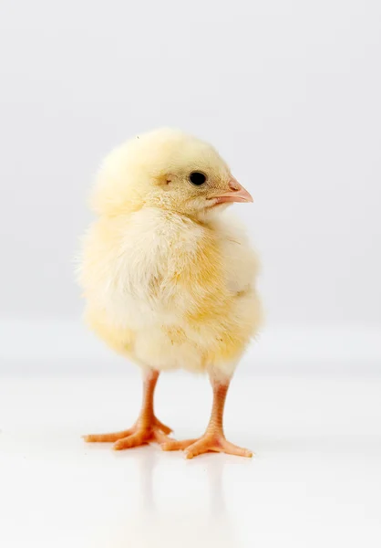 Cute chicken — Stock Photo, Image