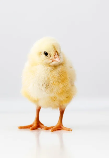 Cute chicken — Stock Photo, Image