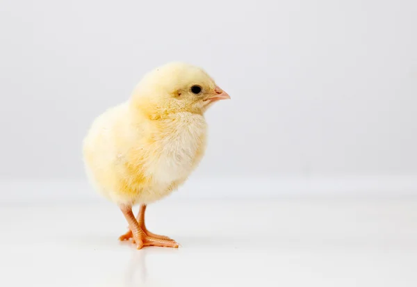 Cute chicken — Stock Photo, Image