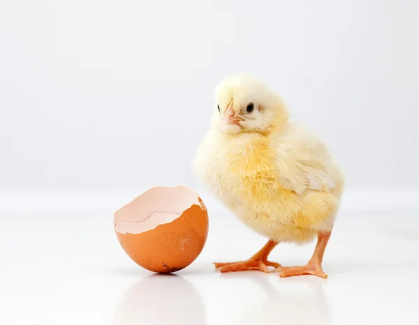 Cute chicken — Stock Photo, Image