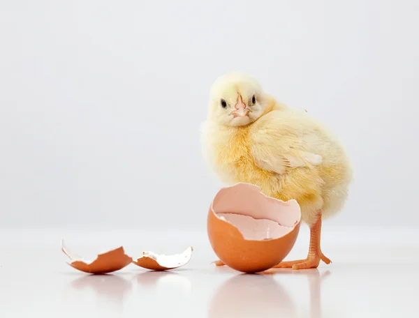 Cute chicken — Stock Photo, Image