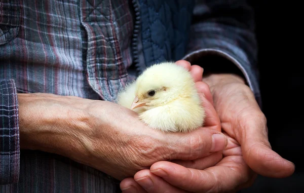 Dětské kuřecí v ruce — Stock fotografie