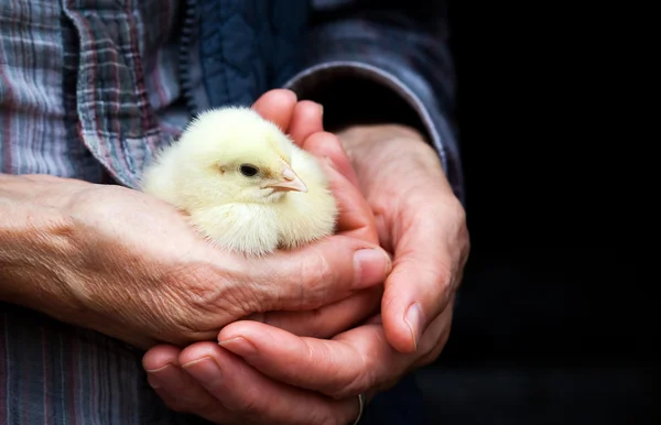 W ręku dziecka kurczaka — Zdjęcie stockowe