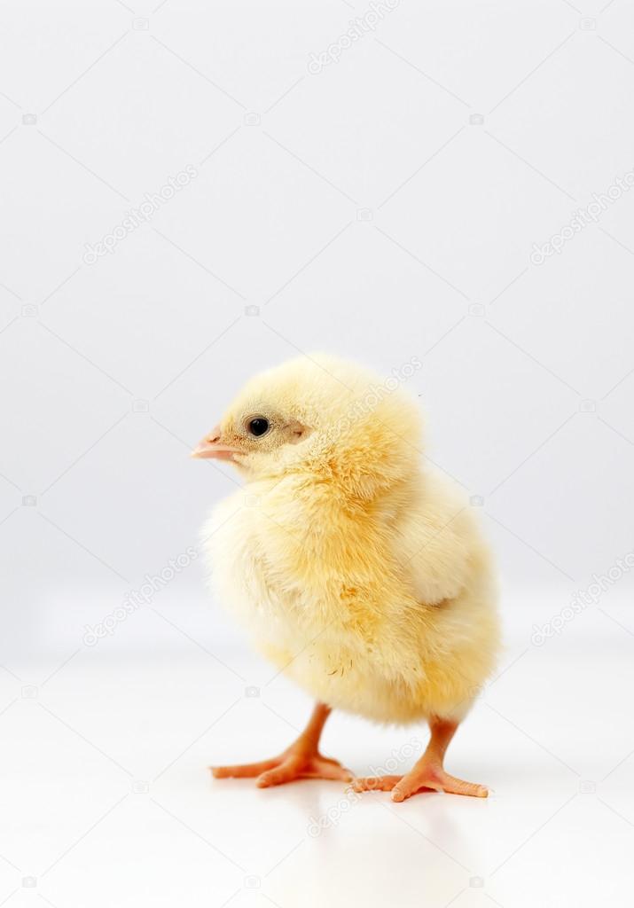 Cute chicken