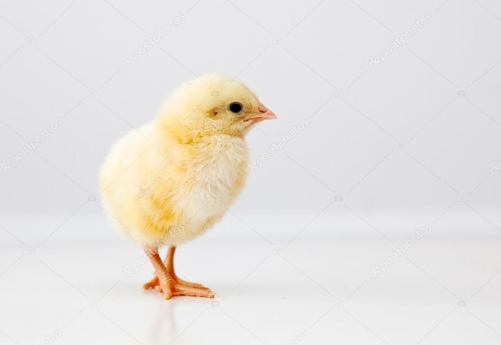 Cute chicken