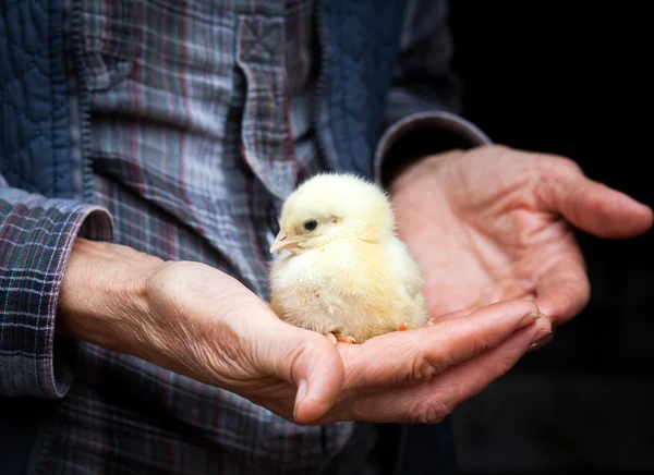 Baby kip in de hand — Stockfoto