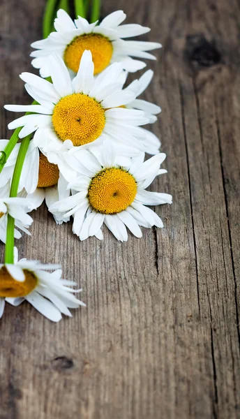 Chamomile — Stock Photo, Image