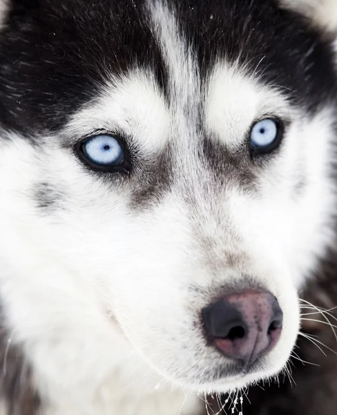 Husky portré — Stock Fotó