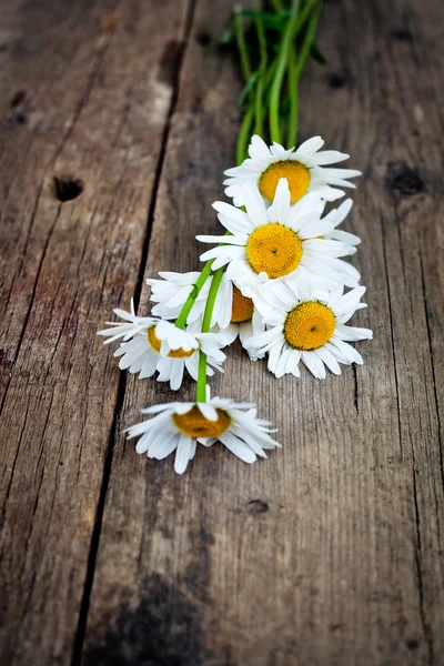 Chamomile — Stock Photo, Image