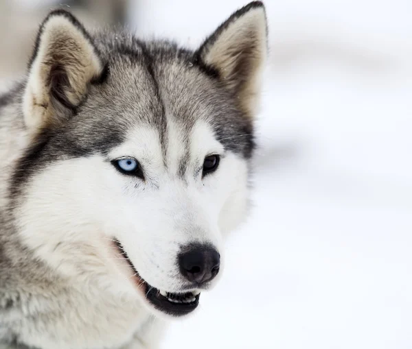 Retrato Husky — Fotografia de Stock