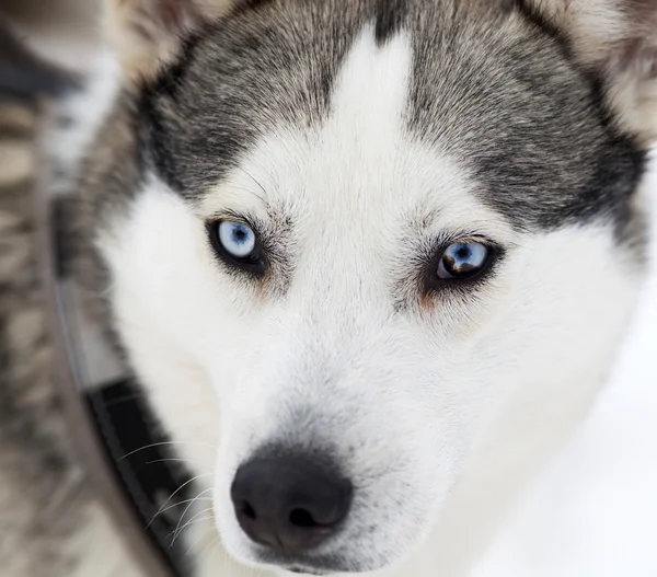 Husky-Porträt — Stockfoto