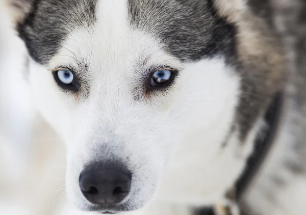 Husky-portrett – stockfoto