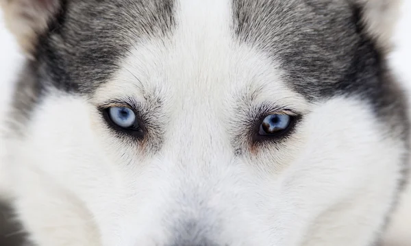Retrato Husky — Fotografia de Stock