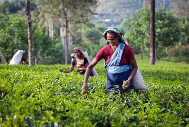 Maskeliya, Sri Lanka - 4 Ocak: kadın çay seçici çay plantasyon içinde Maskeliya, 4 Ocak 2015 '. Doğrudan ve dolaylı olarak, bir milyonu aşkın Sri Lankalı çay sektöründe istihdam edilmektedir.